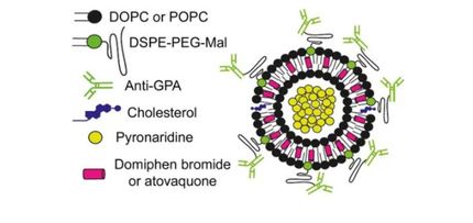 Nanovectors Could Improve the Combined Administration of Antimalarial Drugs