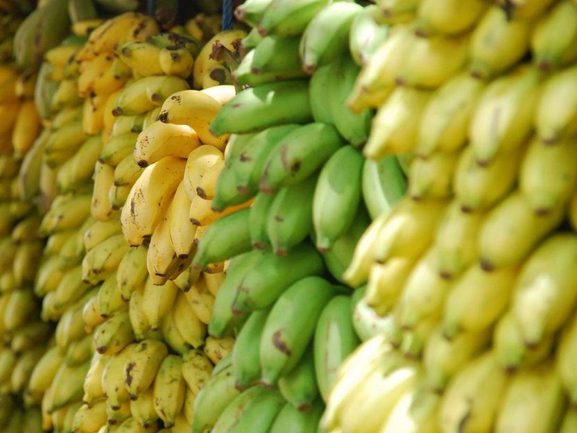 Enfermedad del banano en Colombia - Variedad de exportación afectada