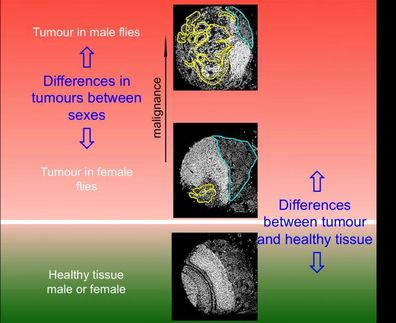 Identifican genes relacionados con el diferente grado de agresividad del cáncer según el sexo en la mosca del vinagre