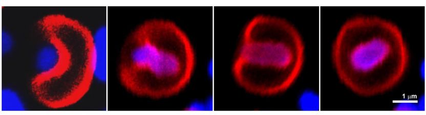 Copyright: ACS Nano Letters