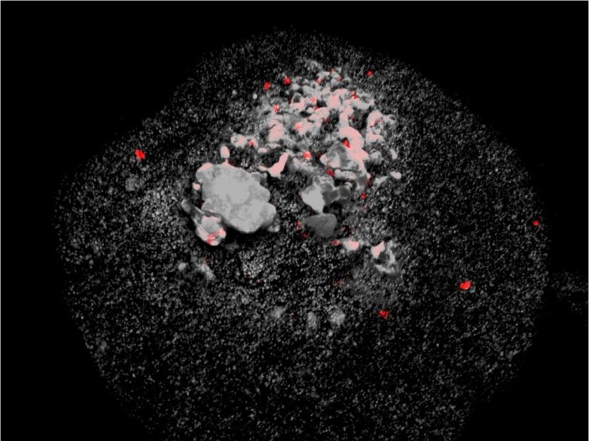 © Max-Planck-Institut für Marine Mikrobiologie