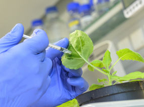 Plant protection: Researchers develop new modular vaccination kit