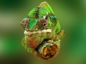 Color-changing artificial 'chameleon skin' powered by nanomachines
