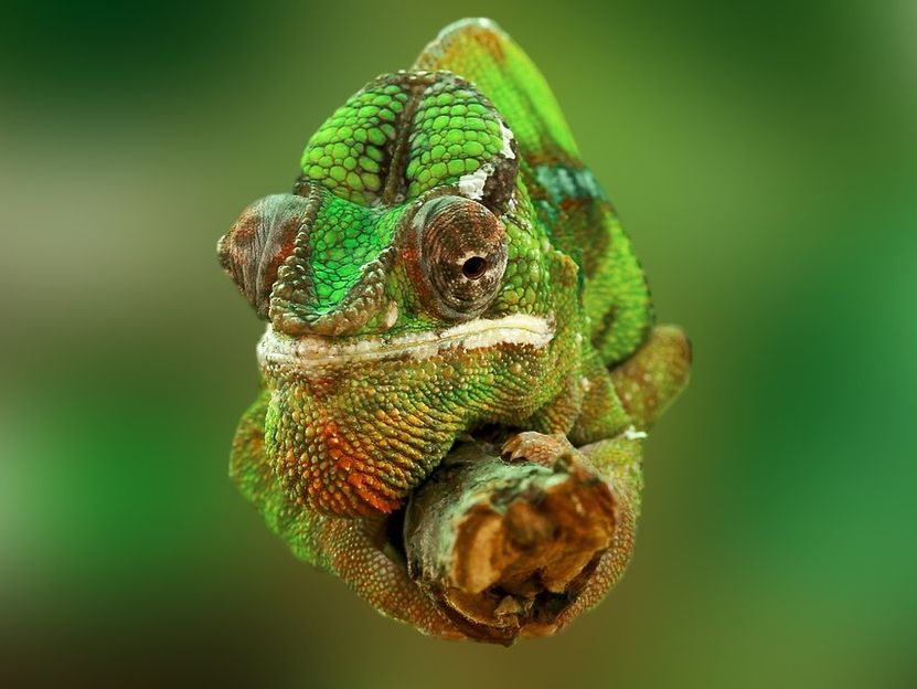 The secret to chameleon color change: Tiny crystals, Science