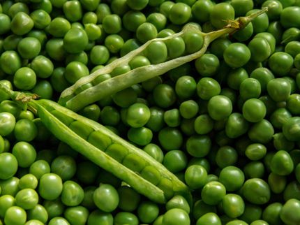 El veganismo: lo bueno, lo malo y lo feo