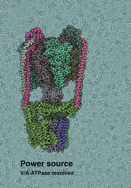 Struktur der Protein-Nanoturbine entschlüsselt - Erste Kryo-EM-Struktur des Drehmotors der Zelle bestimmt