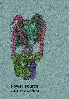 Struktur der Protein-Nanoturbine entschlüsselt