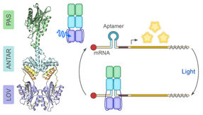 Mit Blaulicht zur RNA-Kontrolle