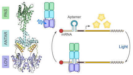 Blue light for RNA control