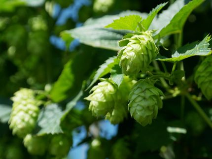 Hopfenernte hat begonnen - Wirtschaft beklagt Wetterextreme