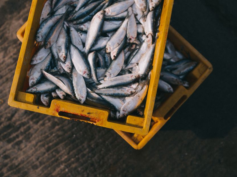 Kleintransporter mit stinkendem Fisch aus dem Verkehr gezogen