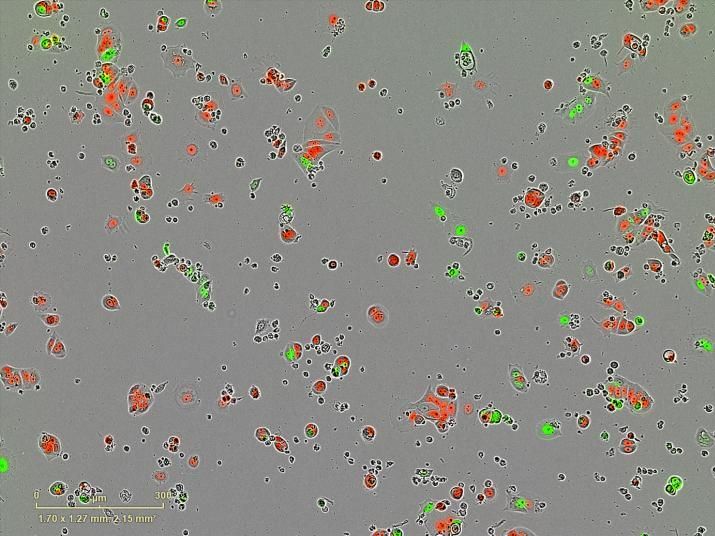 Luca Magnani et al. Nature Communications 2019