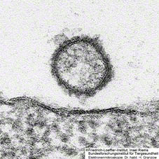 Dr. habil. H. Granzow / Friedrich-Loeffler-Institut