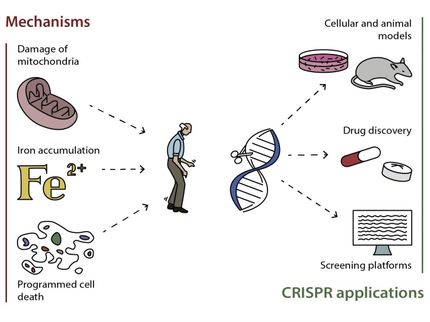 How CRISPR can help fight against neurodegenerative diseases
