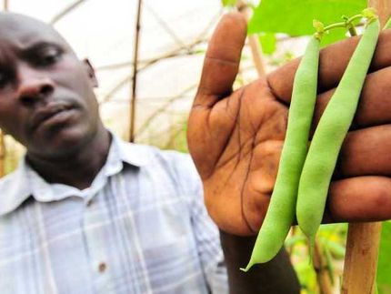 Un método de selección genética ayuda a los criadores africanos a cultivar frijoles resistentes a las enfermedades.