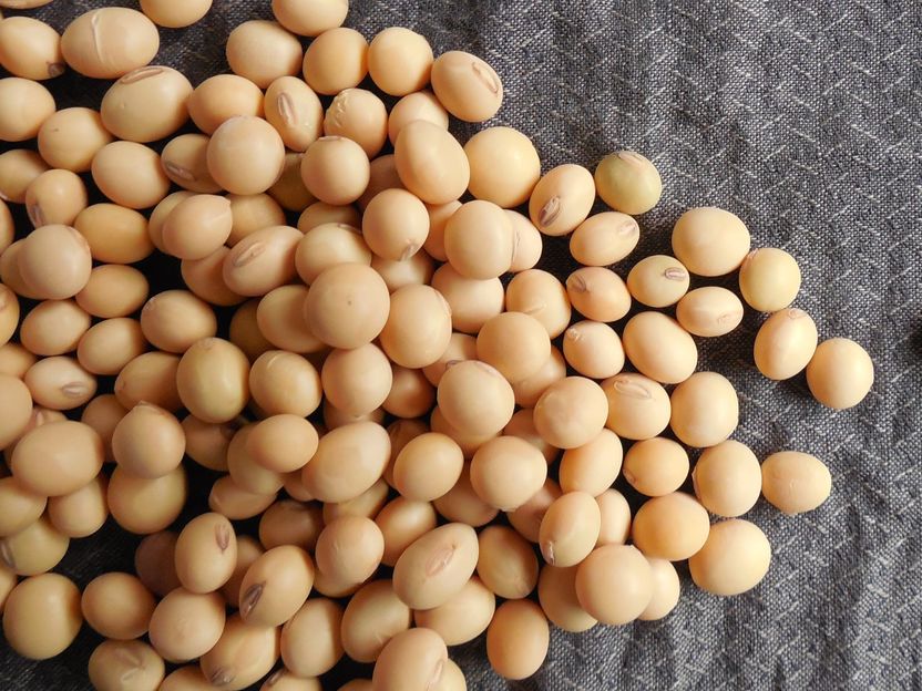 Supply for feed troughs - China wants to buy soy flour from Argentina