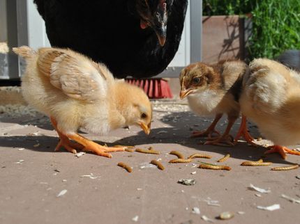 Wiesenhof will Insekten statt Soja an Tiere verfüttern
