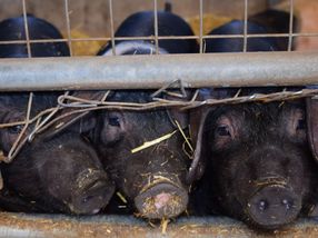 El sector porcino español se convierte en segundo suministrador de China, según un informe de CESCE