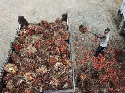 Arbeiter auf der Plantage: Palmölfrüchte werden auf Lastwagen verladen.