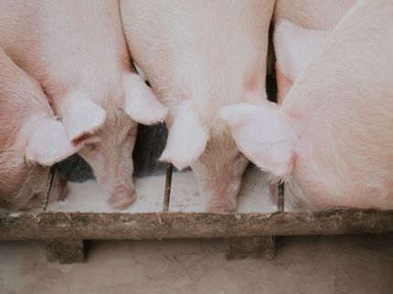 Pork slaughter rules give companies more food safety tasks