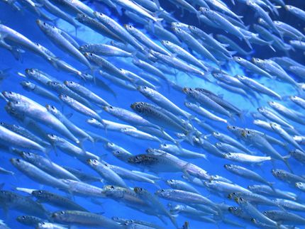 Rescue for Sardines and Anchovies: Produce DHA through biotechnology using microalgae