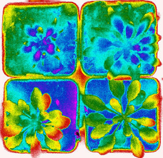 Identificada una proteína que alivia la sed de las plantas