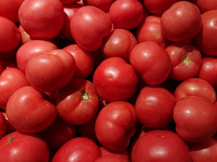 Mexican Tomato Growers Sign Agreement with U.S. Commerce Department