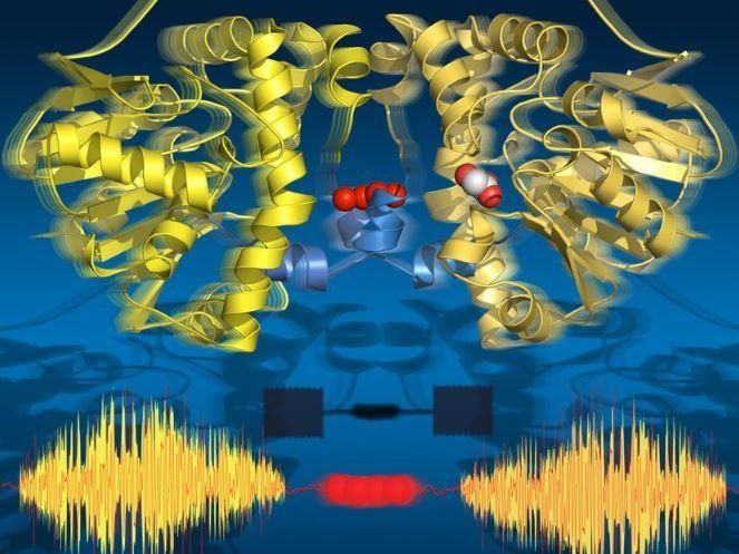 Atmende Enzyme im Zeitraffer - Forscher beobachten die Arbeit eines Enzyms in bislang ungesehenem Detail