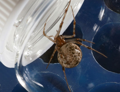 Warum die Spinne acht Beine hat