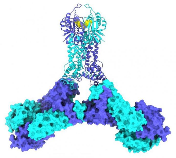 Novo Nordisk Foundation Center for Protein Research