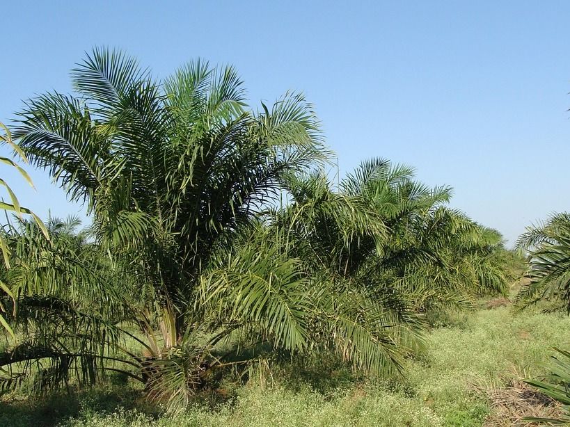 Tausende Hektar Naturwald für Palmölanbau in Guatemala vernichtet - Neue Studie belegt Mitverantwortung deutscher Unternehmen