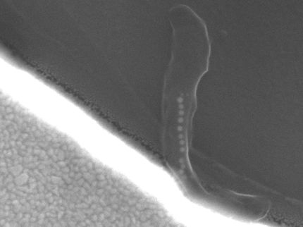 Prozessor aus der Petrischale