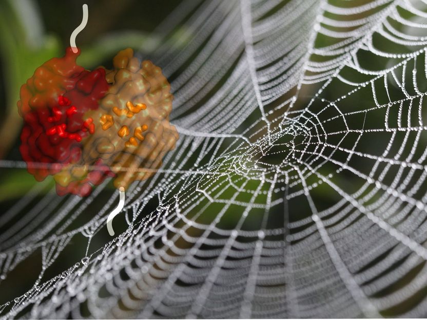 Spider web's secrets could lead to stronger glues