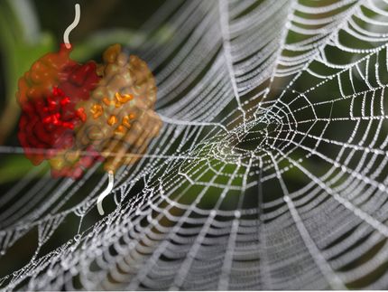 Spider silk: A malleable protein provides reinforcement