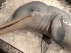 Viel Wirbel um Baby-Delfin-Attrappe