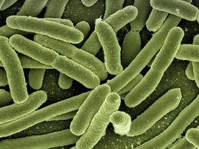 Biologische Waffe gegen Listerien