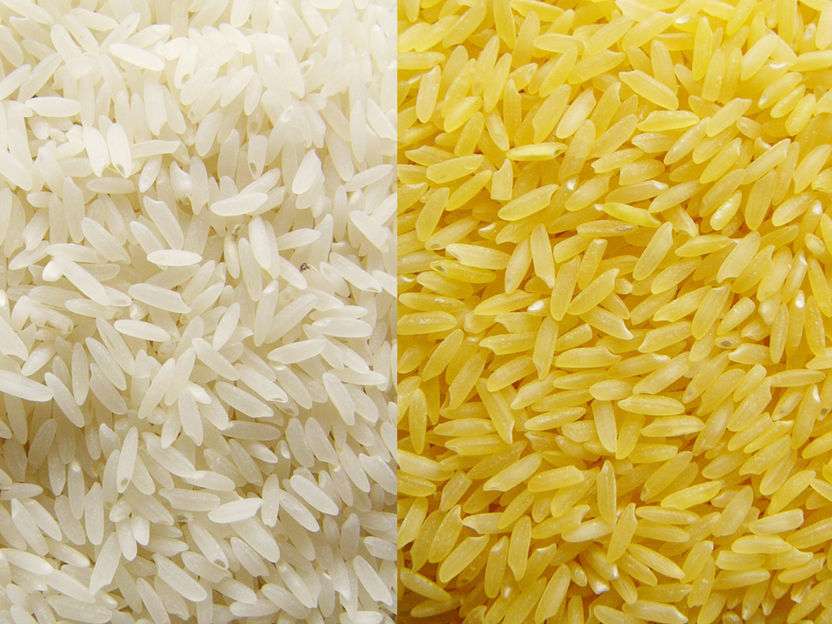 Gemeinnützig gegen Hunger - „Goldenen Reis“ eines der einflussreichsten Projekte der letzten 50 Jahre