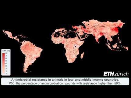 La resistencia a los antibióticos en el ganado casi se triplica