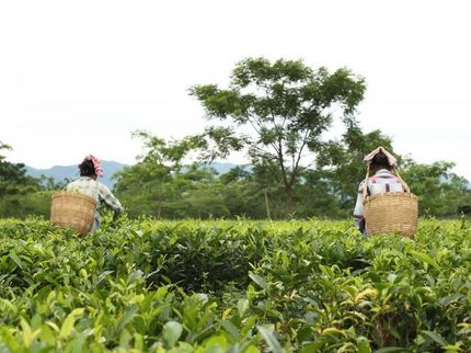 Neue Oxfam-Studie dokumentiert Hungerlöhne und katastrophale Arbeitsbedingungen in Assam, Indien