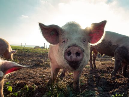 Tier-Leasing -  Wenn ich das Ferkel auf meinem Teller kenne