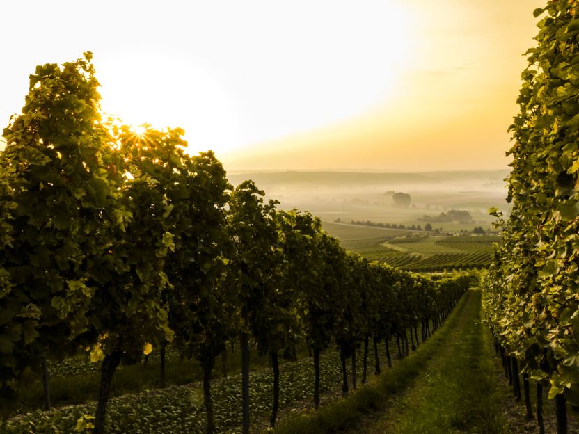 Winzer hoffen nach Abschluss der Weinlese auf gute Qualitäten