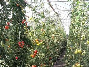 What must a tomato be like in order to be well received by consumers?