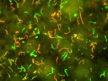 Los científicos trabajan hacia una prueba diagnóstica rápida en el punto de atención para la enfermedad de Lyme