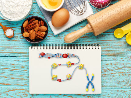 The recipe for making a fruit fly