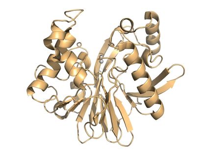 New insights into the evolution of proteins