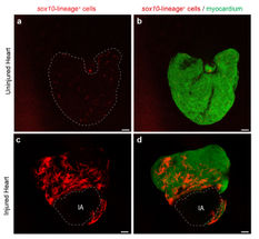 Special cells contribute to regenerate the heart in Zebrafish