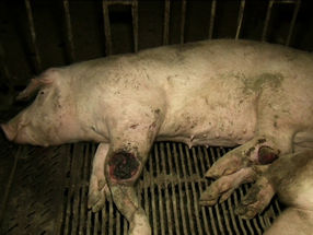 Horror Schweinemast - Wie Jahr für Jahr Millionen Tiere brutal entsorgt werden