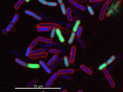 Antibiotika mit neuartiger Wirkung entdeckt