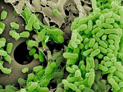 Bacterial lifestyle alters the evolution of antibiotic resistance