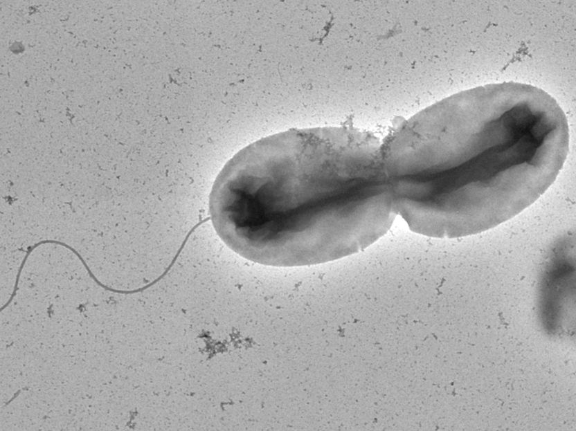 © Max-Planck-Insitut für terrestrische Mikrobiologie/Ringaard